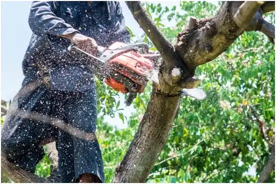 tree services Ruckersville